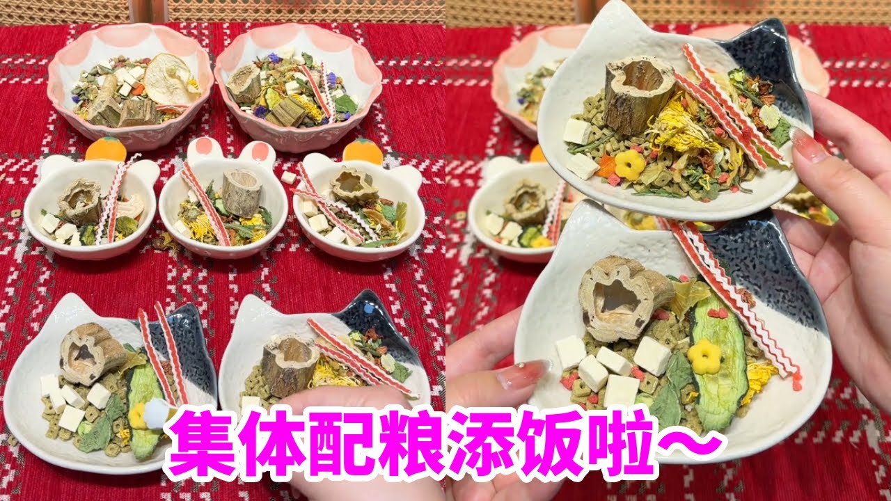 仓鼠店上班！集体配粮添饭啦～ #仓鼠 #金丝熊 #花枝鼠