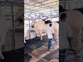 জিনিস একখান মাশাআল্লাহ #bigcow #bull #farm #animals #agro #viralvideo #shorts #vlog