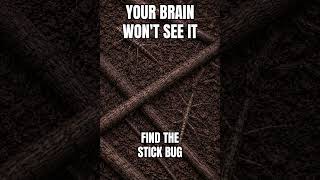 Your Brain Won’t See This Stick Bug | 95% Fail