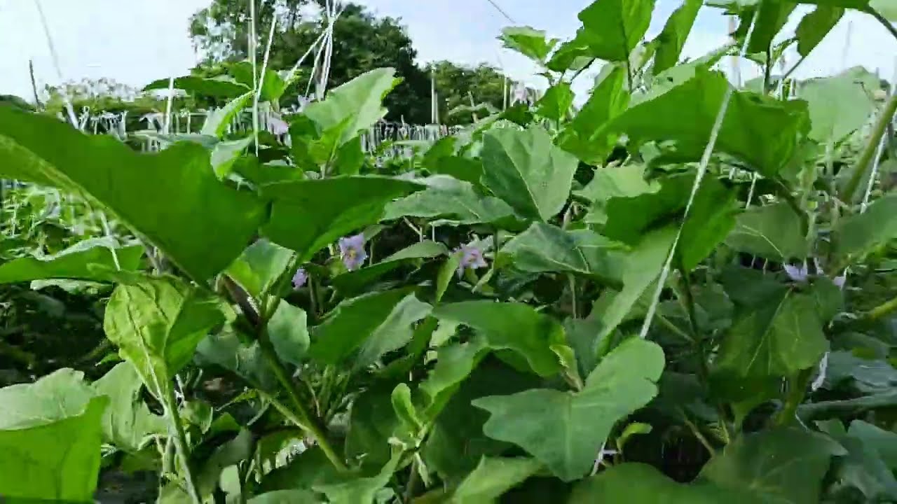 Tamang pag gamit ng insecticide at fungicide sa talong 👍 para cguro ang ani 👍