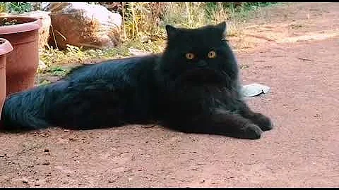 Watch the video about LEO cat(semi punch face persian cat)