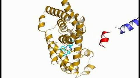 RORγ active to inactive conformational change induced by comp A