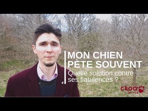 Mon chien pète très souvent : quelle solution contre ses gaz ?