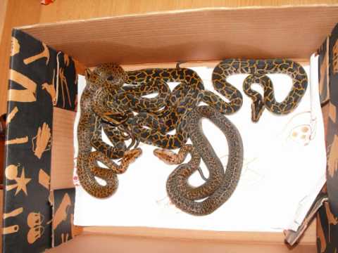 Burmese Pythons Granite,DH