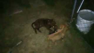 Pitbull Puppy, Spring Pole Try Out