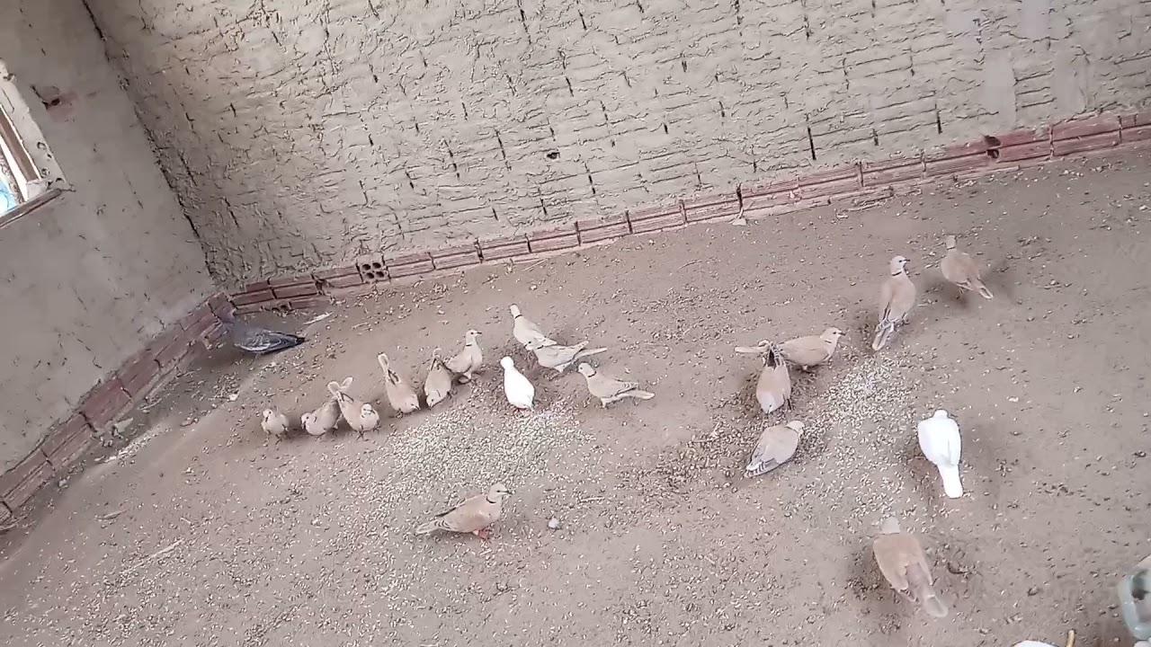 alimentando minha criação de ponba burguesa e mostrando como está os filhotes.