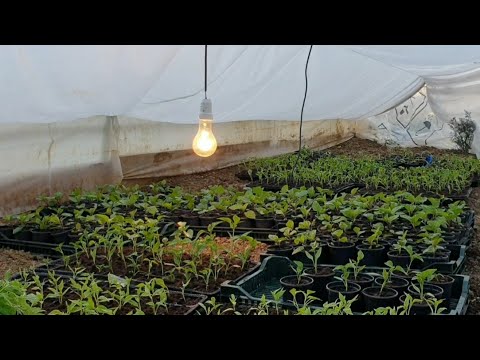 Video: Spring Bulb Frost Protection - Ինչպես պաշտպանել լամպերը ցրտահարությունից