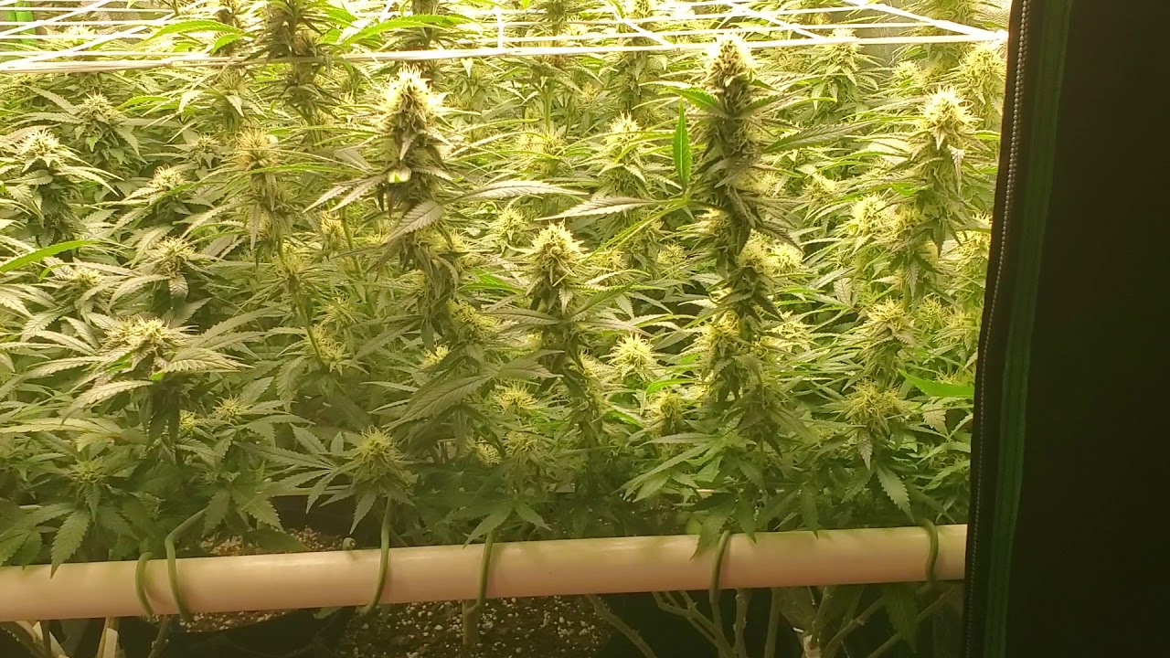 Mars Hydro 3×3 Grow Day 29. 4 weeks of flower in the books 🤘😤