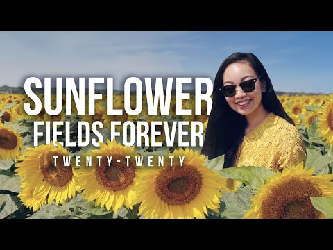 Sunflower Fields Forever 2020 || Adventure to North Fork Sunflower Maze & Briermere Farms, New York