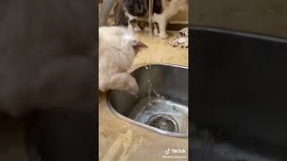 Plays With Water , Cute Cat Plays With Water/ / /Maveyandcarethecats Resimi