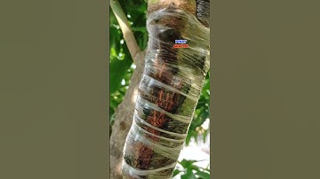 MANGO SIDE GRAFTING TECHNIQUE RESULT #fruittrees #mango #grafting