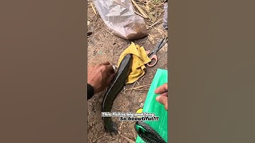 CHIA SẼ BÃI CÂU CÁ CẦU CỐNG LÁNG VEN Ở ĐỨC HÒA, LONG AN. CÓ NHIỀU CÁ LÓC, CÁ RÔ PHI SIZE TO. EP52.5