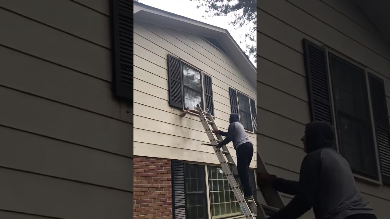 Bats Behind Shutters