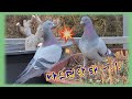 옥상텃밭의 비둘기 가족 / Pigeons on the rooftop / rock dove, Hill pigeon / 쑥이네옥상