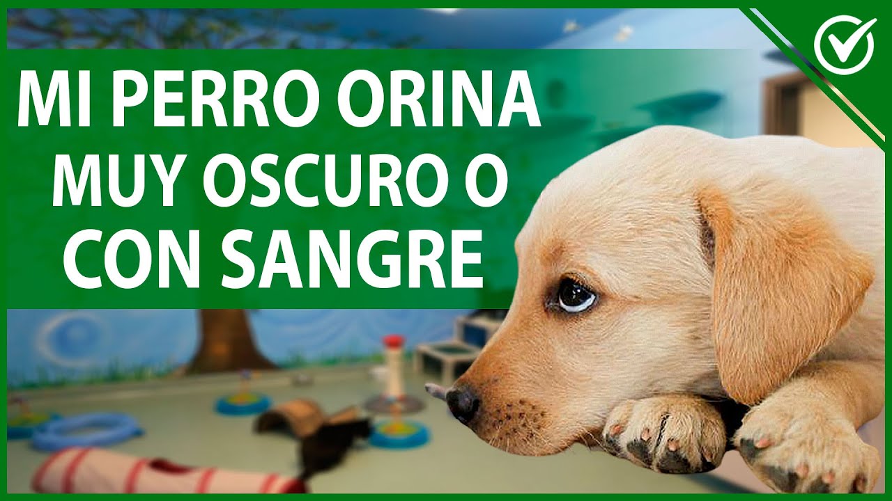 🐶 ¿Por qué mi Perro Orina Sangre o muy Oscuro? Causas y Tratamiento 🐶 YouTube