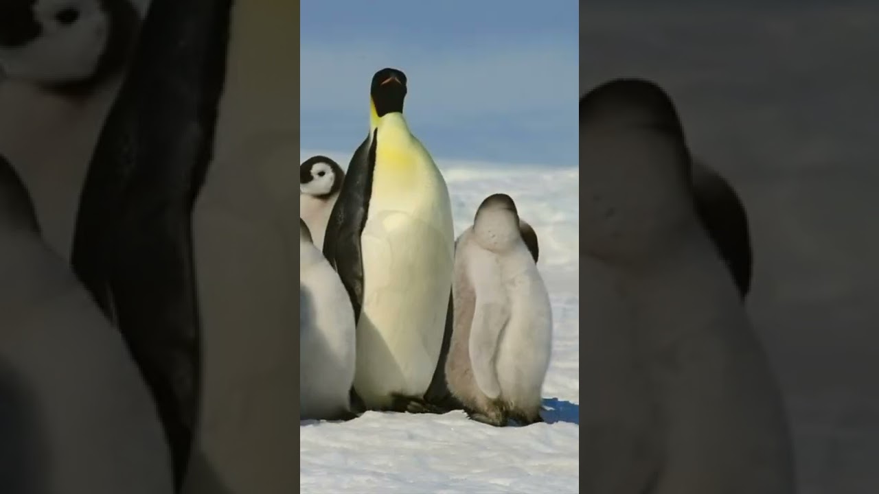 Watch Emperor Penguins 🎶 Amazing Nature Relaxing Music Video #relaxingmusic #cuteanimals #shorts on YouTube Watch Emperor Penguins 🎶 Amazing Nature Relaxing Music Video #relaxingmusic #cuteanimals #shorts on YouTube