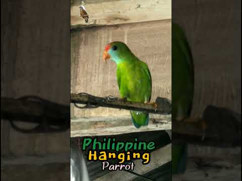 The Philippine hanging parrot (Loriculus philippensis) #trending #fypシ #youtubeshort #shortvideo