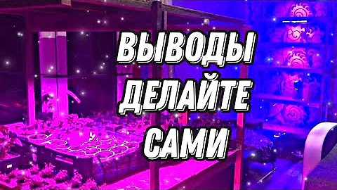 Влияние фитоламп на рассаду! Мой опыт