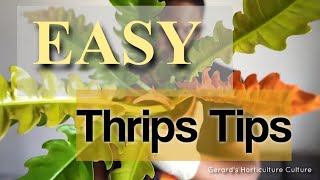Easy Thrips Tips (pest control)
