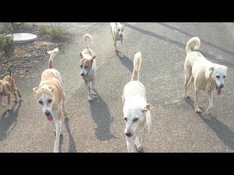 Kya such Stray dogs hi sabse badi problem hai...? 🐾🥺