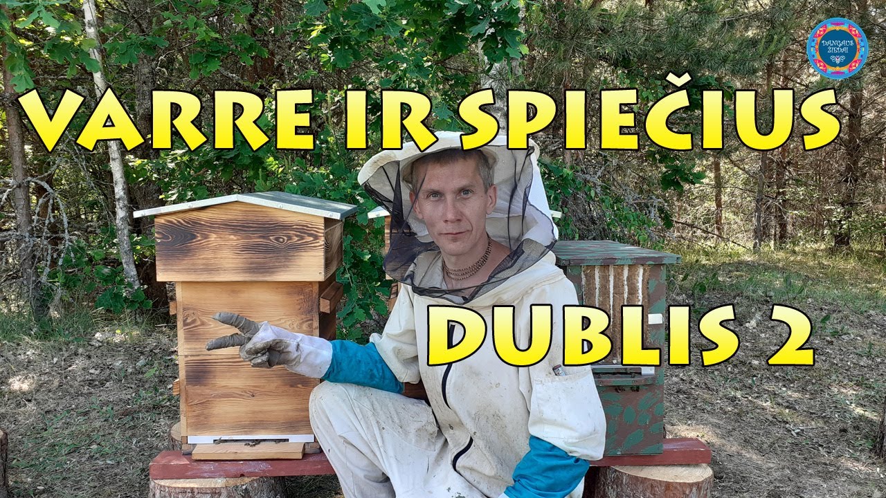 Varre ir bičių spiečius. Antras dublis