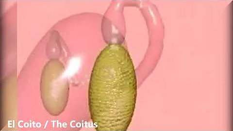 Cosa vuol dire avere un coito?