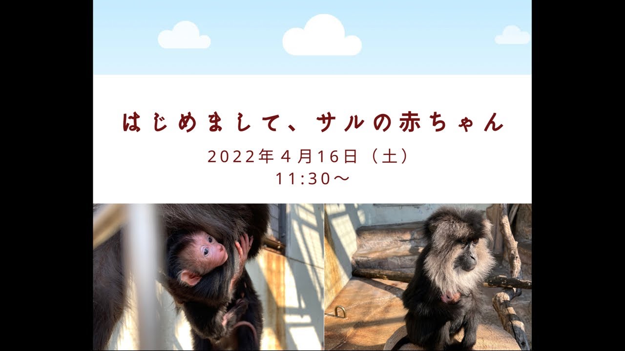 飼育の日特別ライブ配信2022 「はじめましてサルの赤ちゃん」 - YouTube