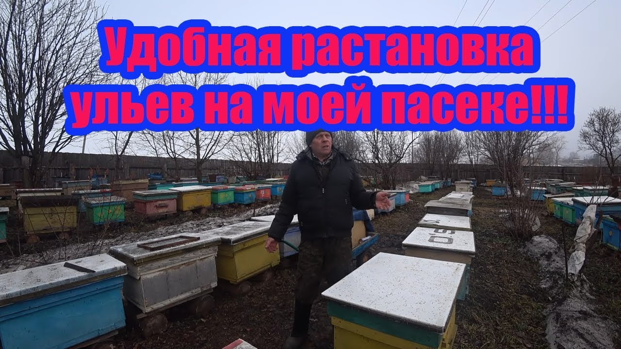 РАССТАНОВКА УЛЬЕВ НА ПАСЕКЕ, КАК УДОБНЕЙ И ЛУЧШЕ ДЛЯ РАБОТЫ С ...