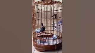 Murai buluh Malaysia 30/1/2021