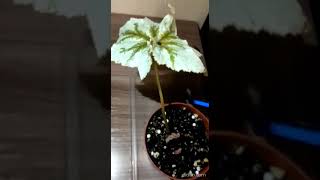whatsapp video 2022 12 16 at 162542 bhhFMEx2 video converter com 1