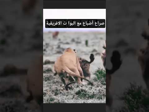 صراع أضباع مع البوة من الأقوال مرعب في البرية 