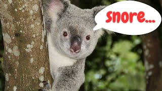 Koala Sounds & Facts for Kids by Nowuwu 1,277 views 1 year ago 3 minutes, 5 seconds
