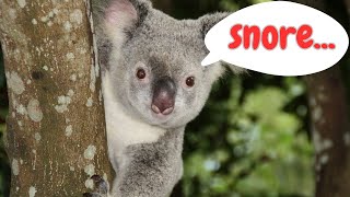 Koala Sounds & Facts for Kids