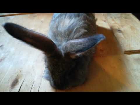 ბაჭიების სიკვდილიანობა