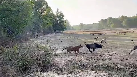 Big Male Tiger hunting a Bull. - DayDayNews