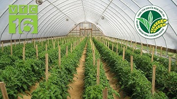 Xây nhà kính trồng rau thời 4.0, lãi 200 triệu/năm | VTC16