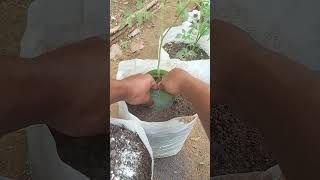 tips mengatasi akar batang tanaman #tips #berkebun #organik