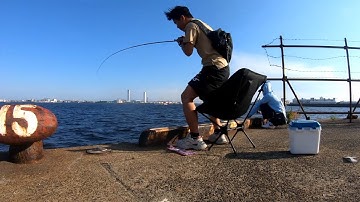 Câu cá Saba dễ như ăn kẹo