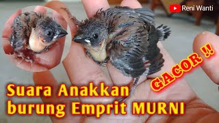 Suara Anak Burung Emprit Murni