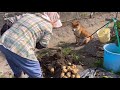 柴犬のコロとじゃがいも
