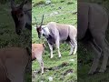 How to hunt a deer with an arrow#animals #funny #comedy #youtubeshorts #lighthearted