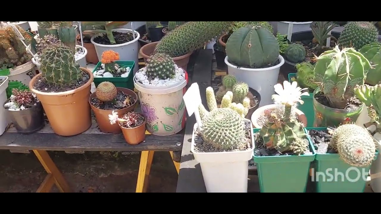 MOSTRANDO OS CACTOS FLORIDOS E ALGUMAS SUCULENTAS EM FASE DE ADAPTAÇÃO E CRESCIMENTO...