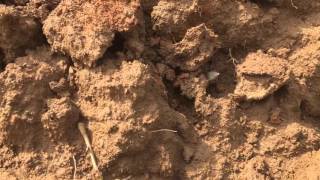 Ky arrowhead hunting killer G-10 Pinetree 5-4-2016