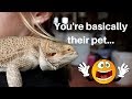 WATCH THIS BEFORE GETTING A BEARDED DRAGON!