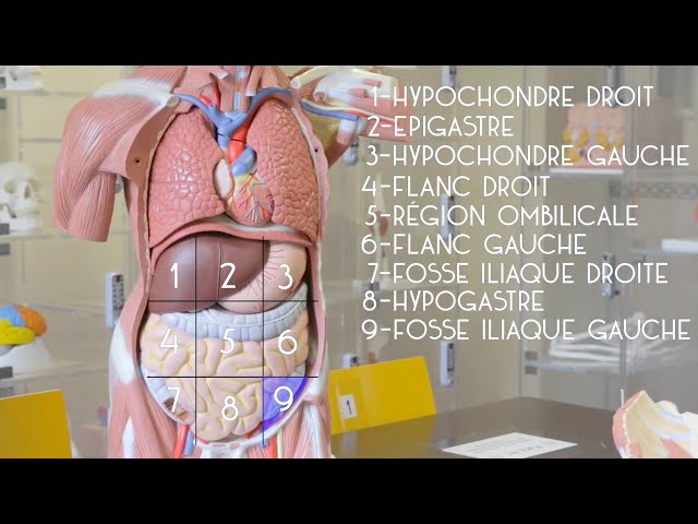 Anatomie générale : le tronc - YouTube