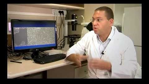 Researchers Create Lab-Made Rats