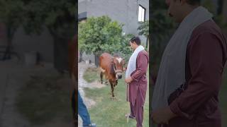 That day B what day was #youtubeshorts #content #creator #mandi #eiduladha