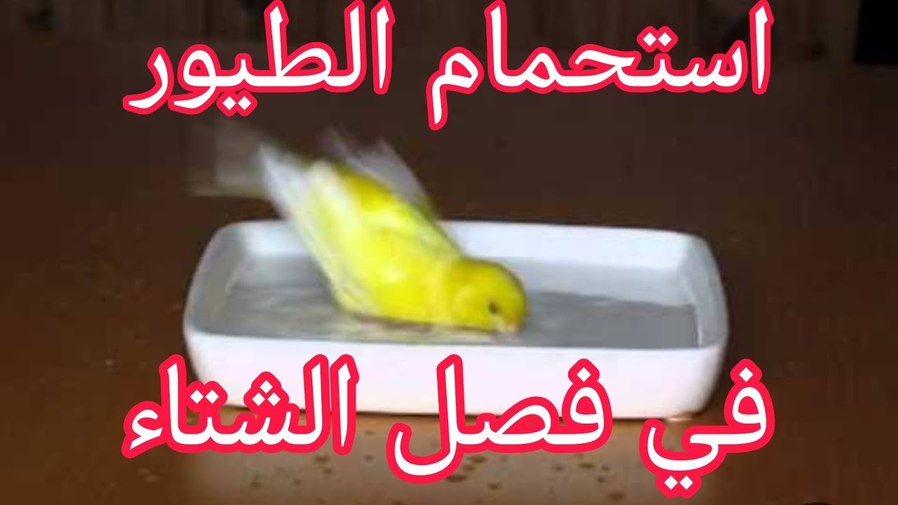 هل يقدم ماء الاستحمام في هذا الوقت  + رش البيض بلماء هل صحيح