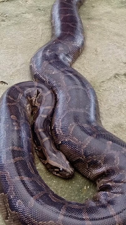 SAWA!😱PYTHON! - YouTube