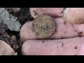 Metal Detecting the Coin Spot once again